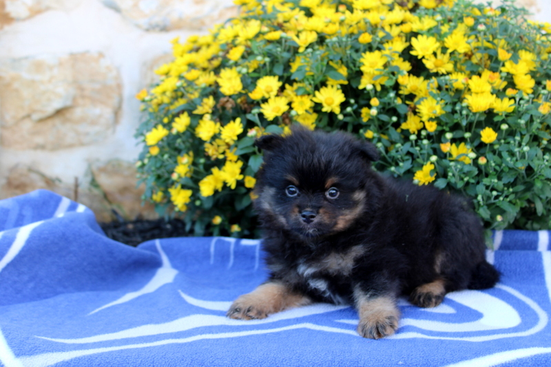 puppy, for, sale, Pomeranian, Matthew B. Stoltzfus, dog, breeder, Gap, PA, dog-breeder, puppy-for-sale, forsale, nearby, find, puppyfind, locator, puppylocator, aca